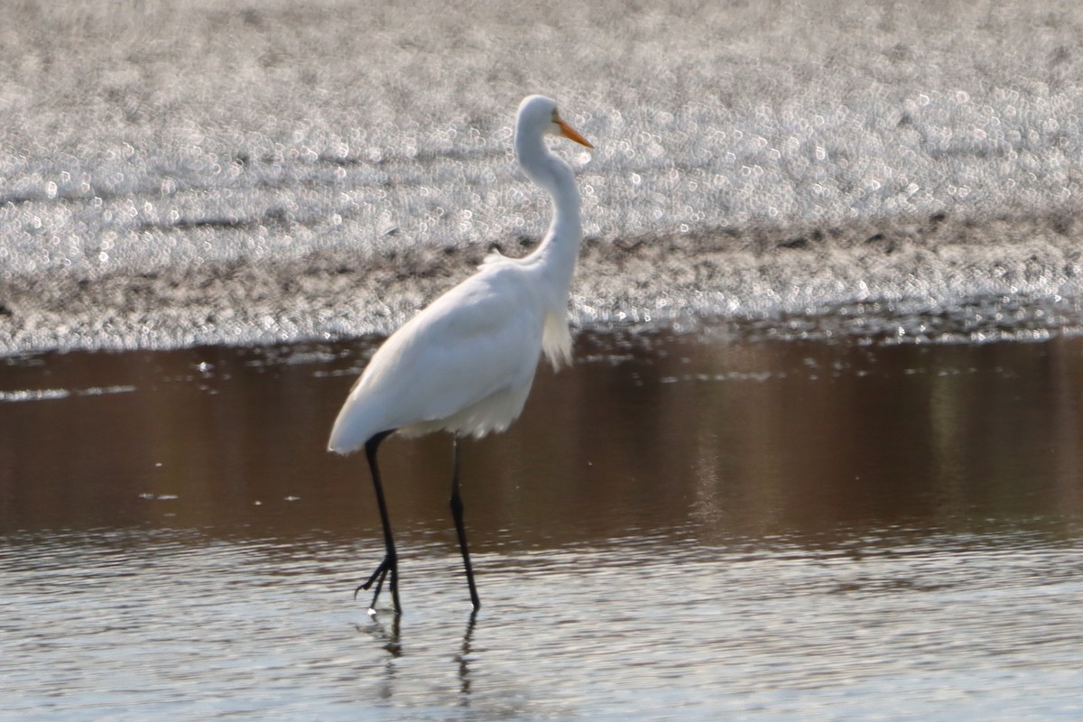 Medium Egret - ML620439679