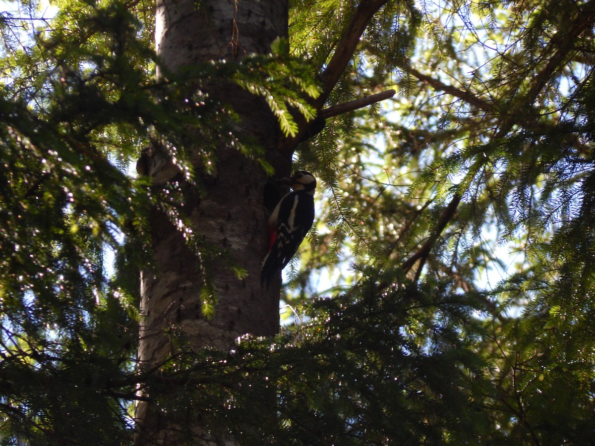 Great Spotted Woodpecker - ML620439683