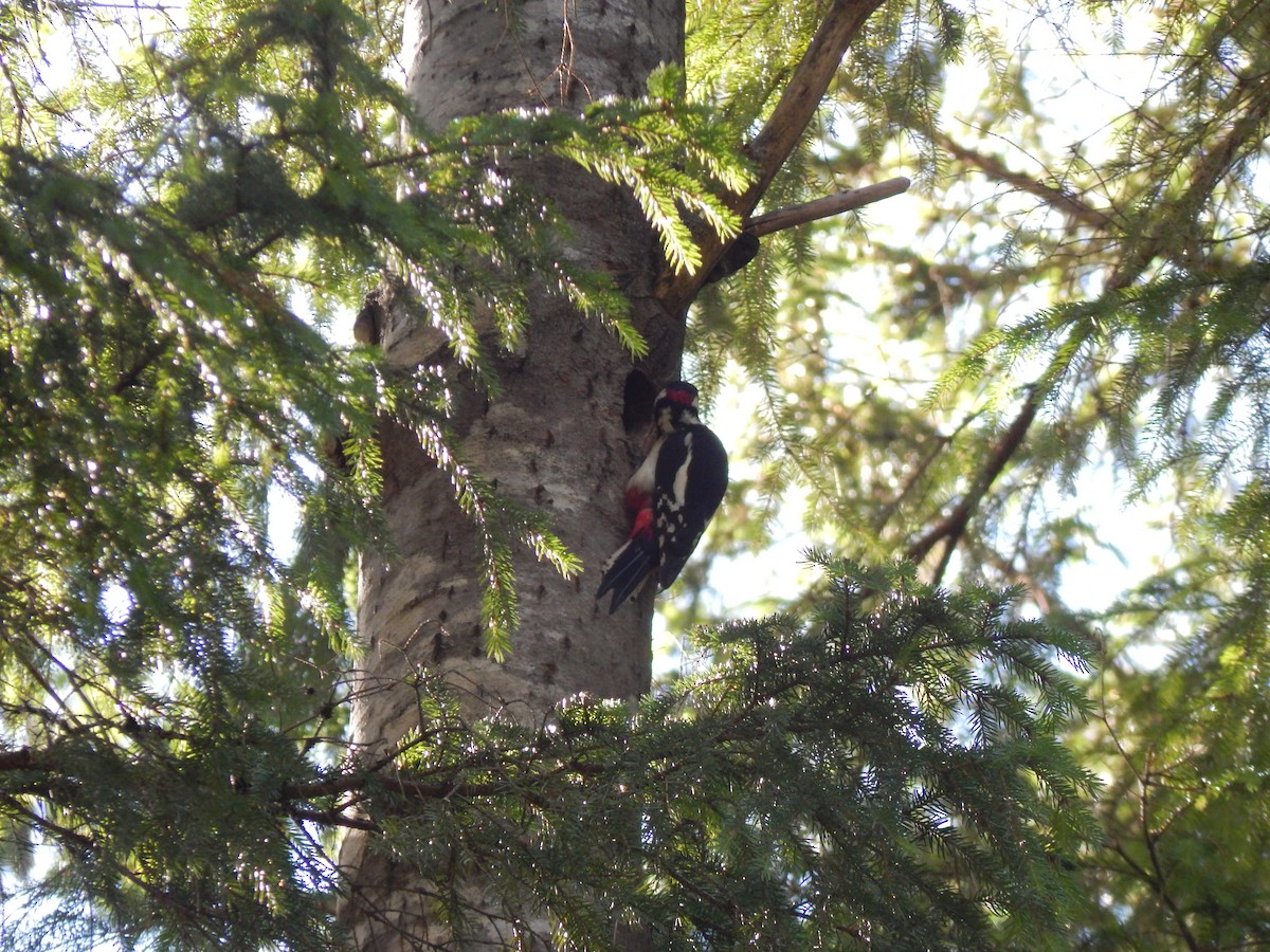 Great Spotted Woodpecker - ML620439686