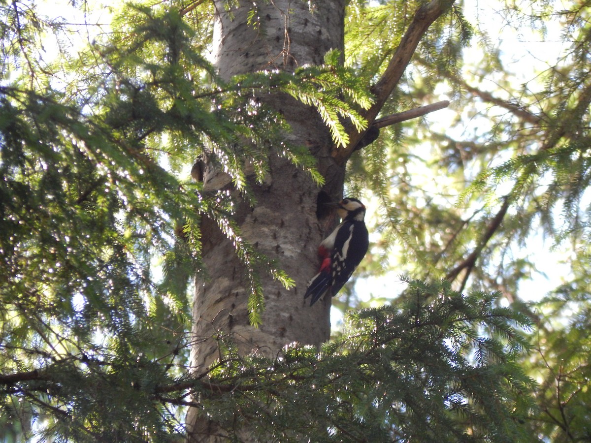 Great Spotted Woodpecker - ML620439688