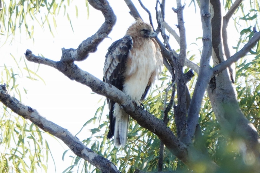 Австралийский орёл-карлик - ML620439690