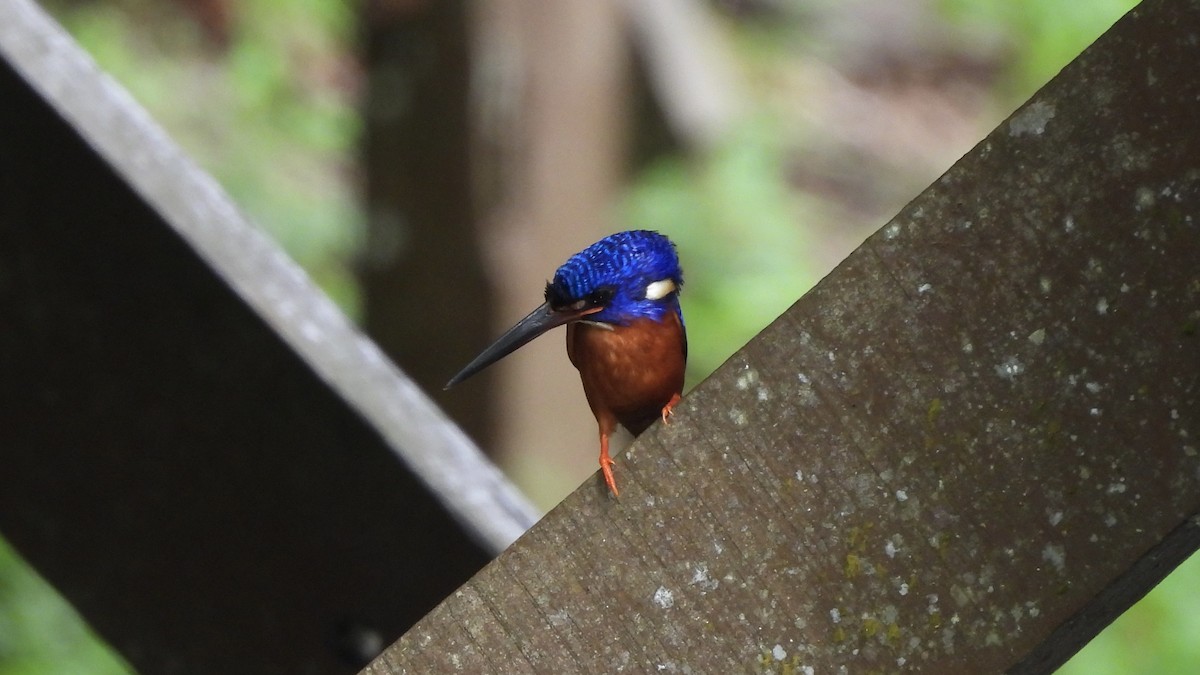 Blue-eared Kingfisher - ML620439692