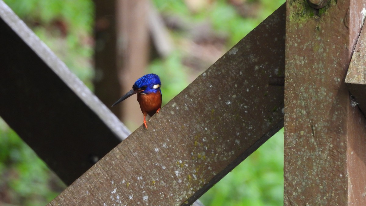 Blue-eared Kingfisher - ML620439693