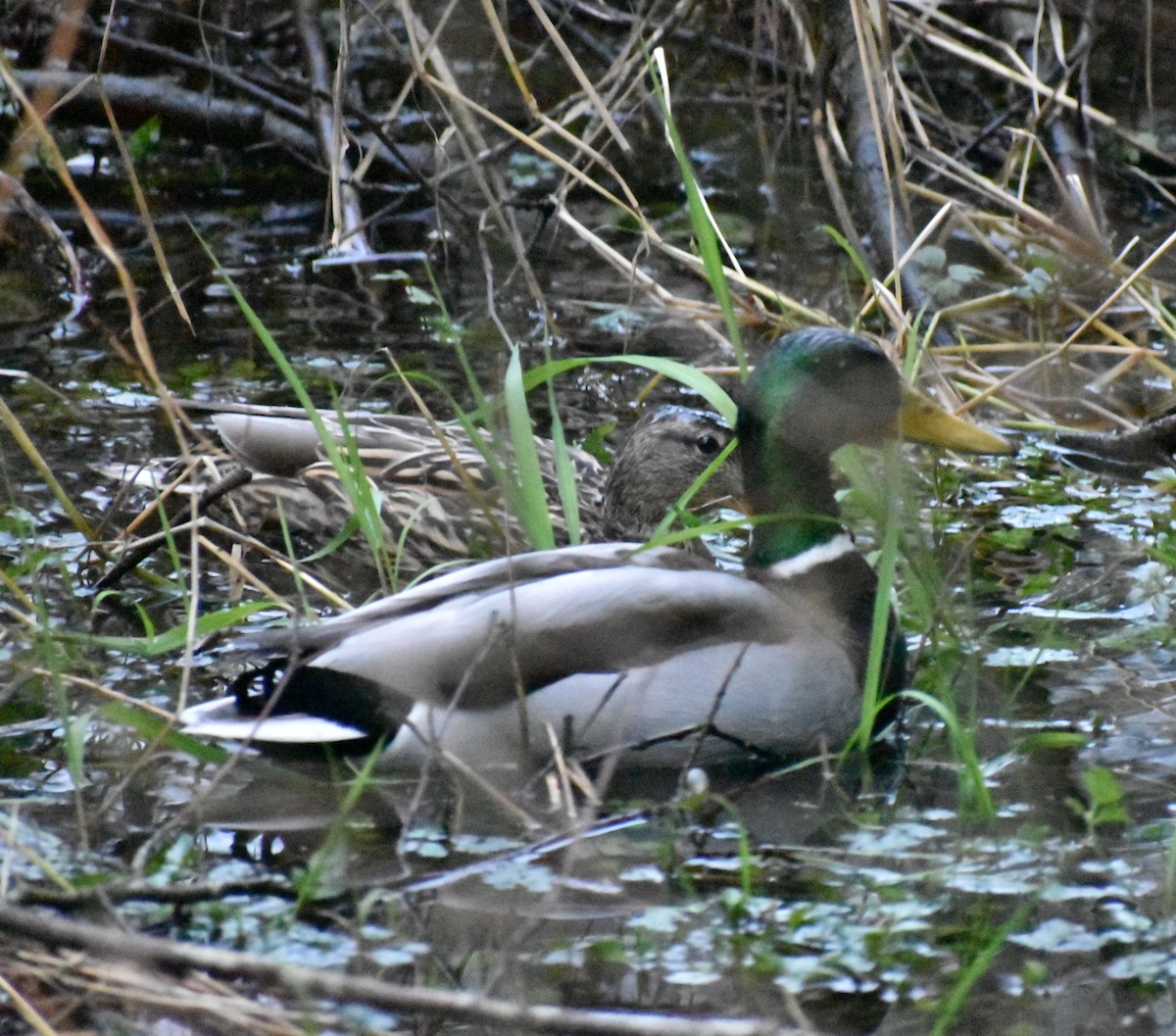 Canard colvert - ML620439695