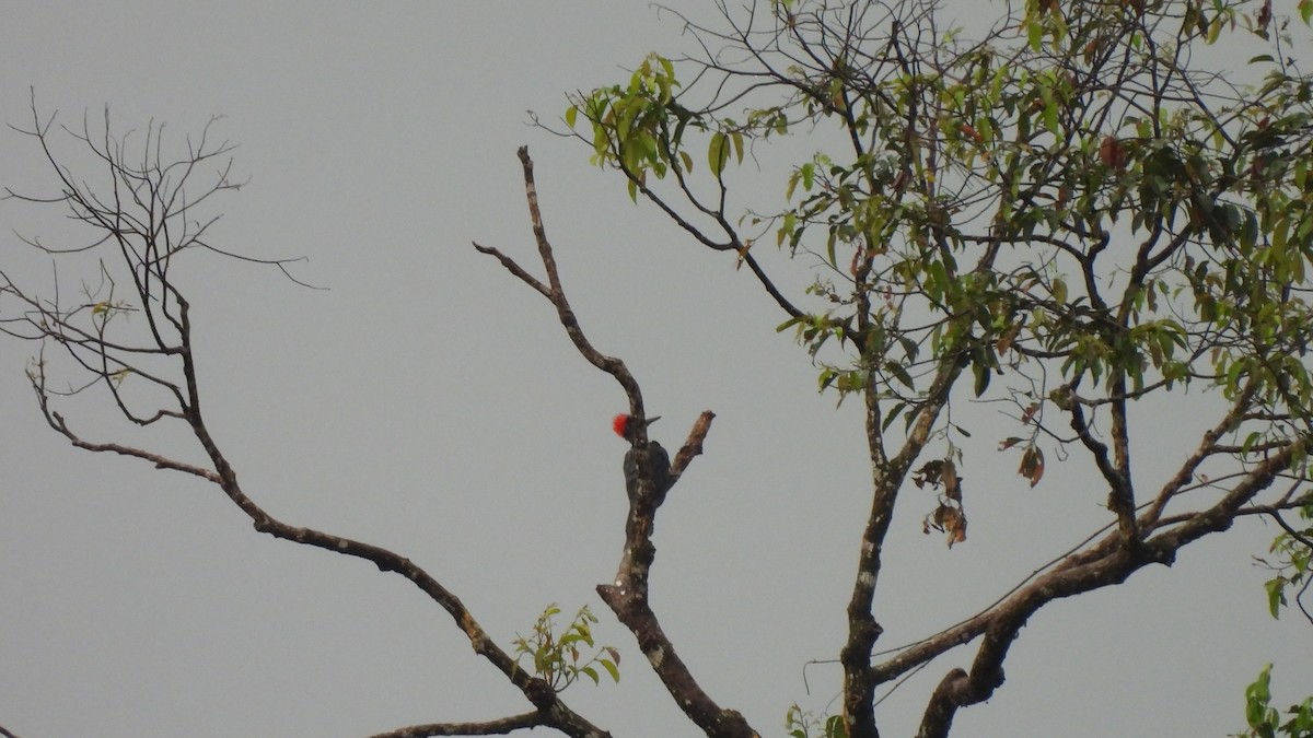 White-bellied Woodpecker - ML620439700