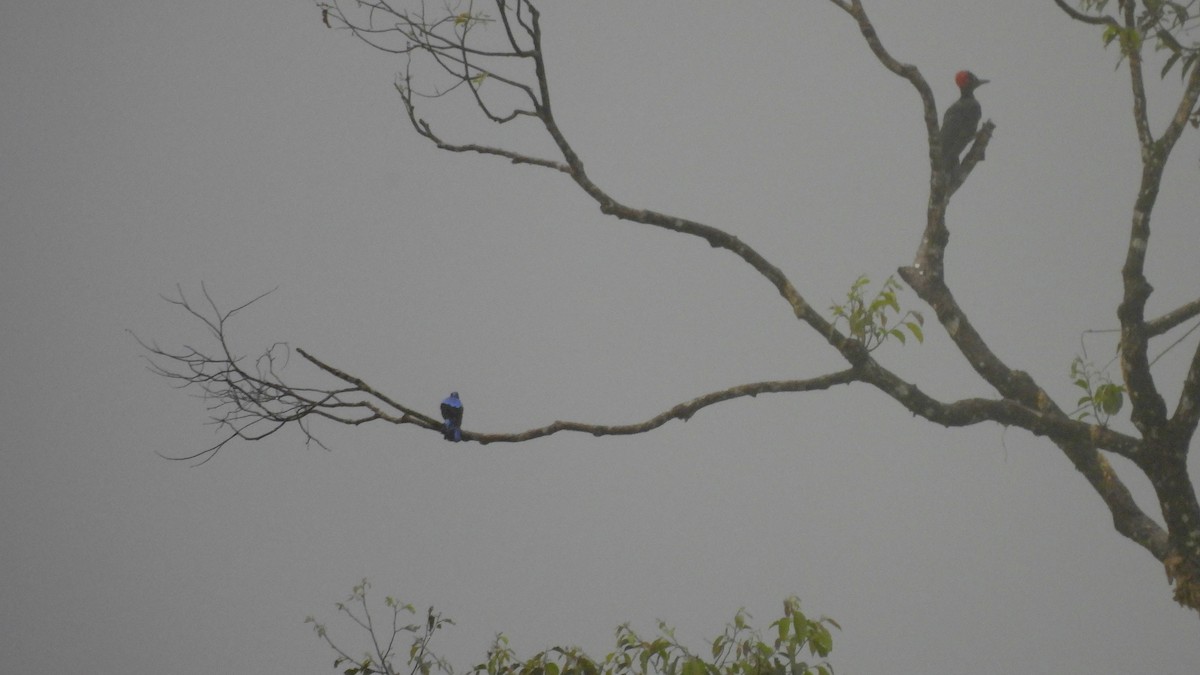 White-bellied Woodpecker - ML620439701