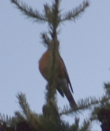 American Robin - ML620439704