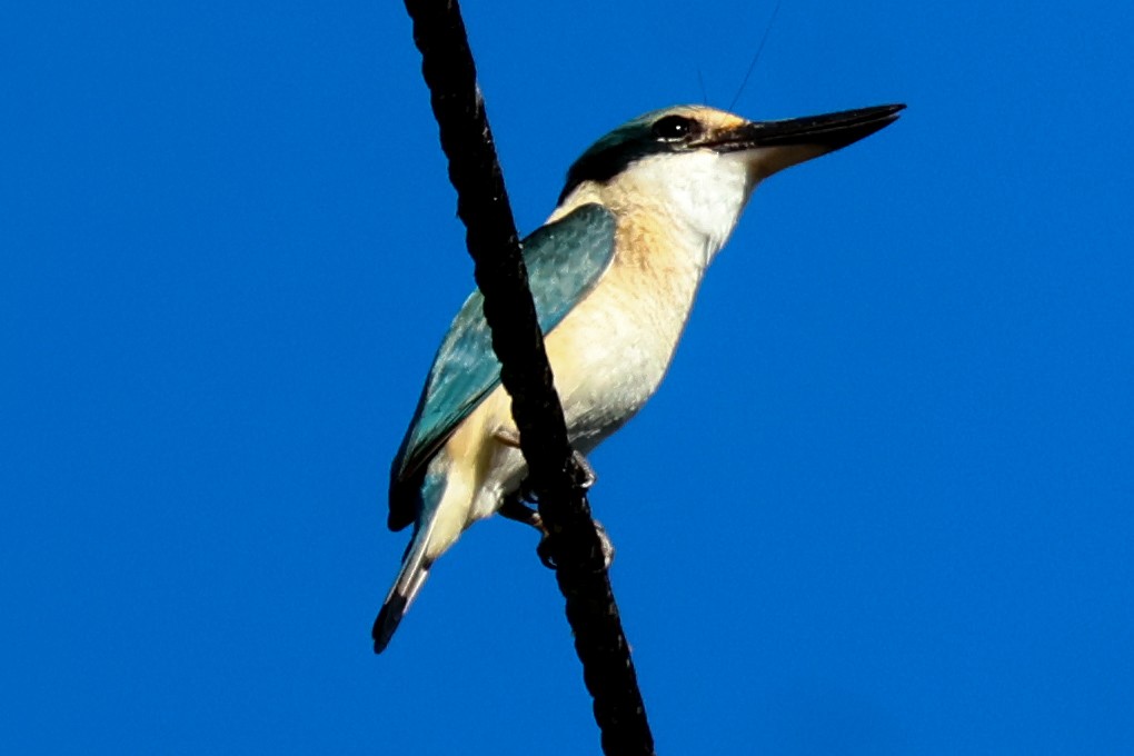 Sacred Kingfisher - ML620439706