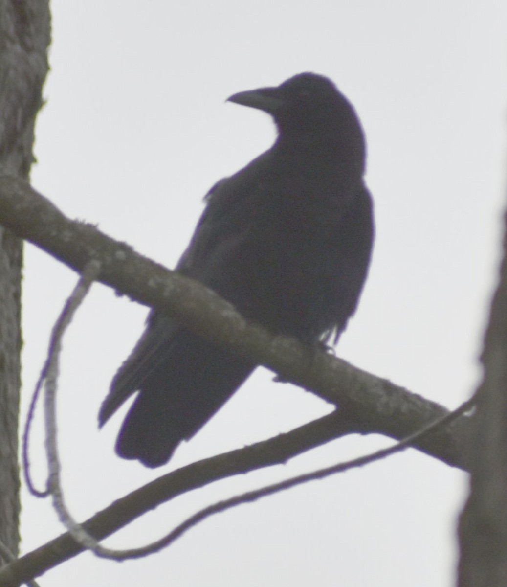 American Crow - ML620439710