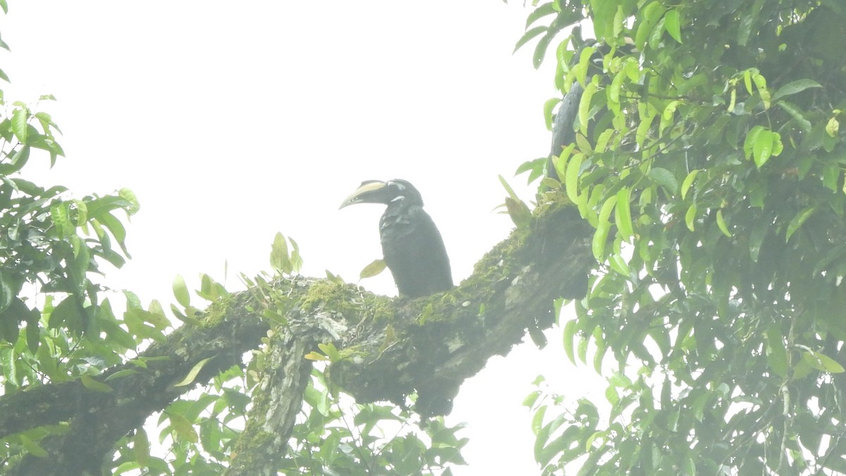 Bushy-crested Hornbill - ML620439714