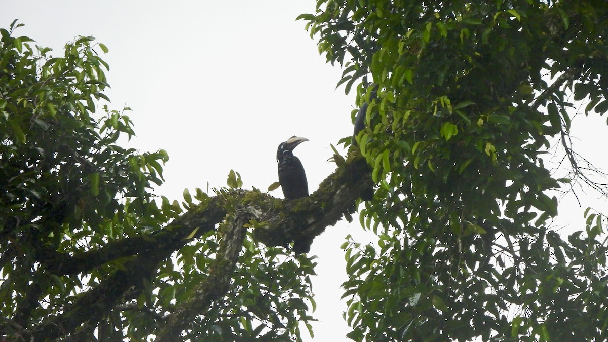 Bushy-crested Hornbill - ML620439715