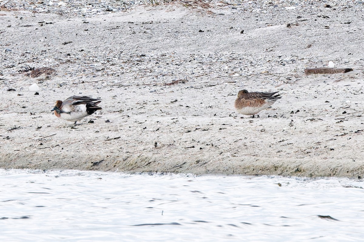 Eurasian Wigeon - ML620439722