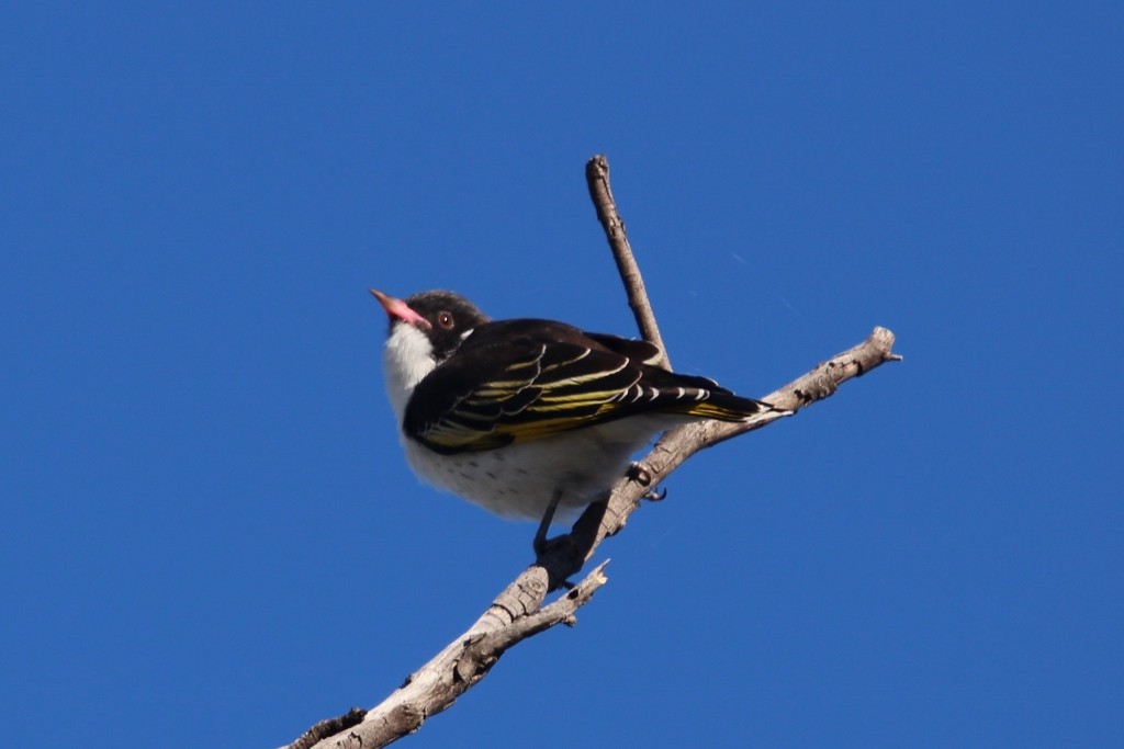 Painted Honeyeater - ML620439724