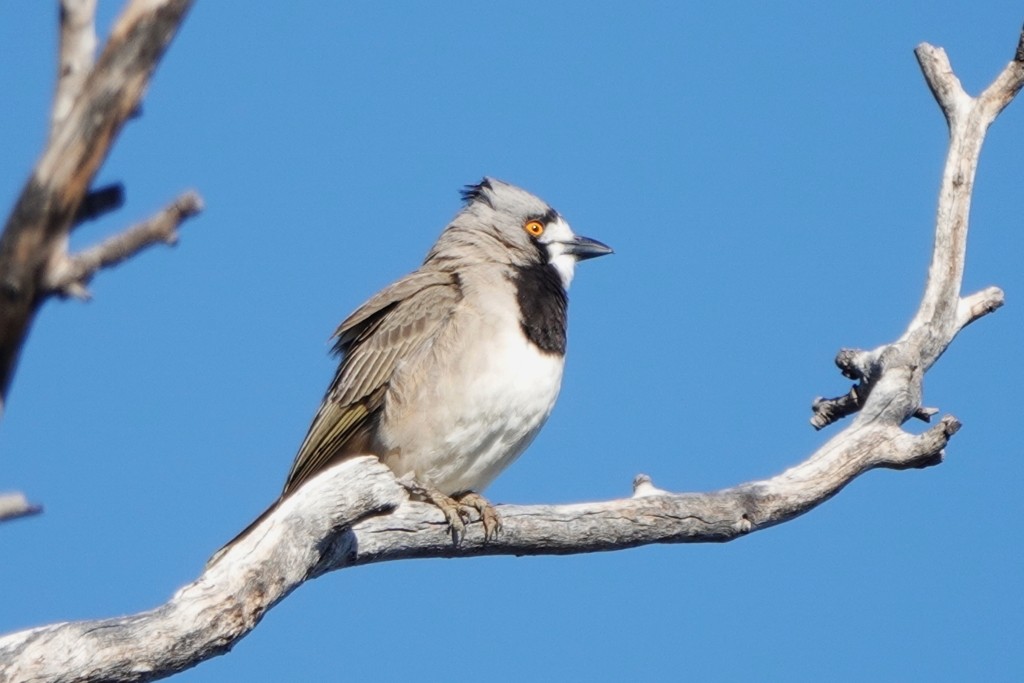 Crested Bellbird - ML620439735