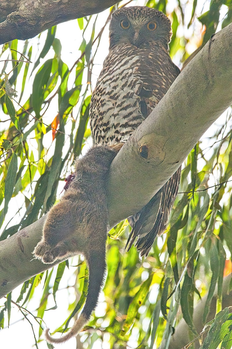 Powerful Owl - ML620439747