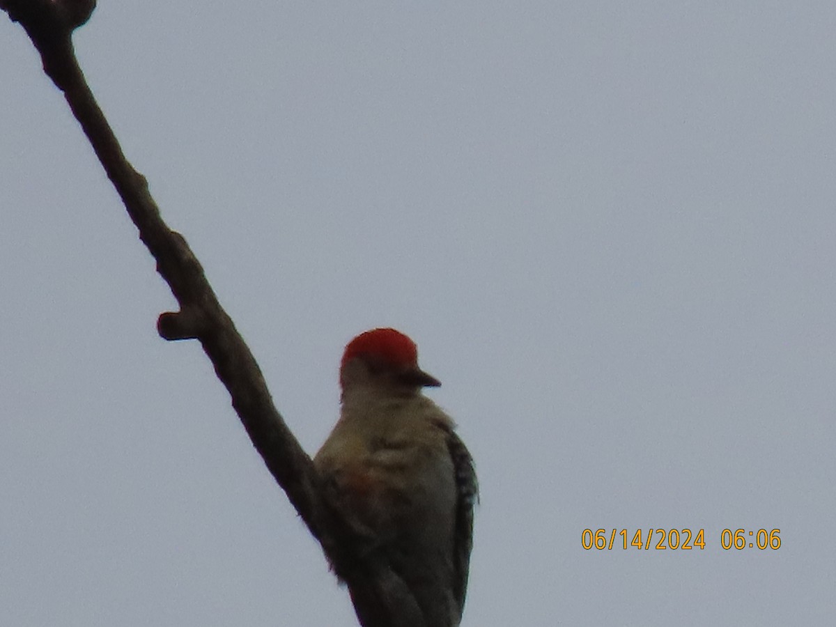 Red-bellied Woodpecker - ML620439748