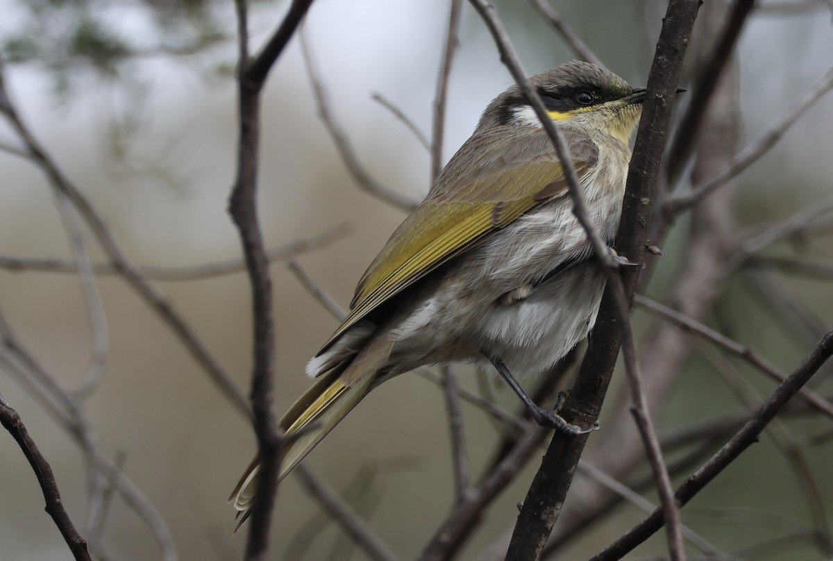 Singing Honeyeater - ML620439752