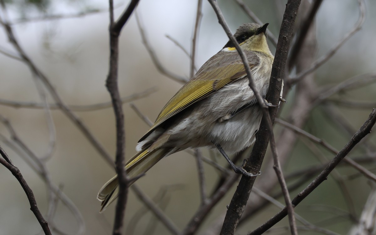 Singing Honeyeater - ML620439753