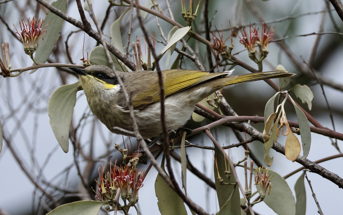 Singing Honeyeater - ML620439754