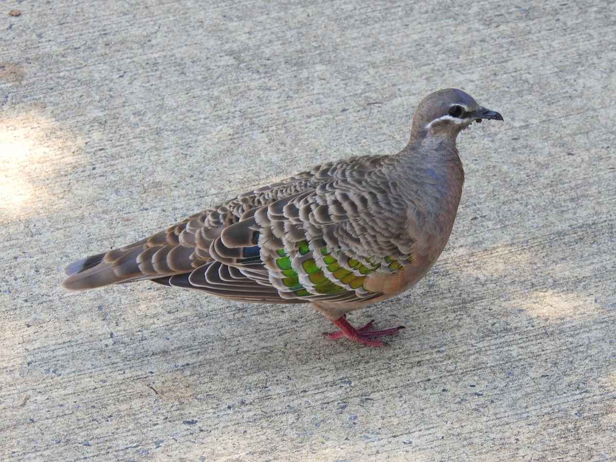 Common Bronzewing - ML620439759