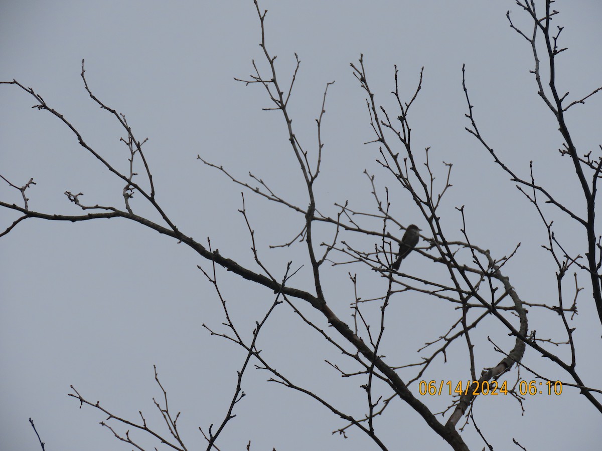 Eastern Phoebe - ML620439760