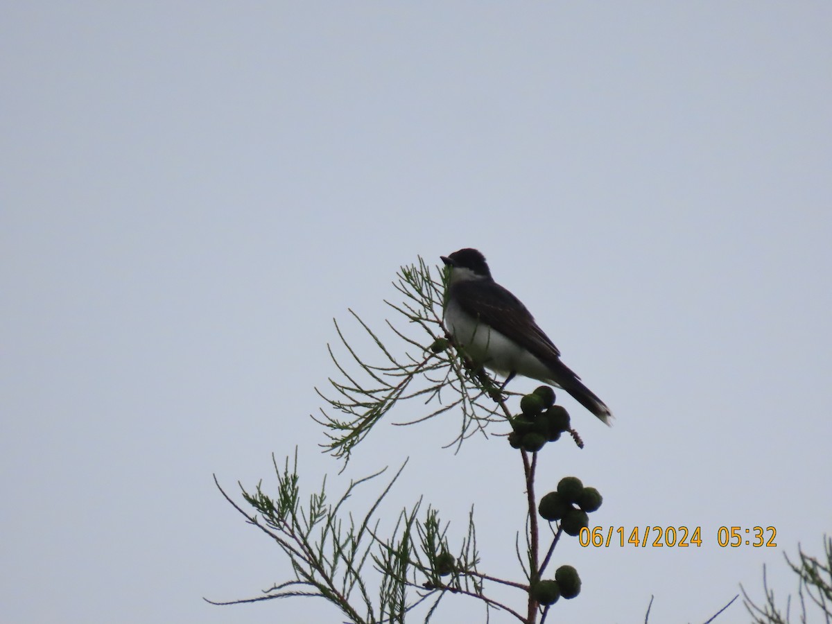 Eastern Kingbird - ML620439763