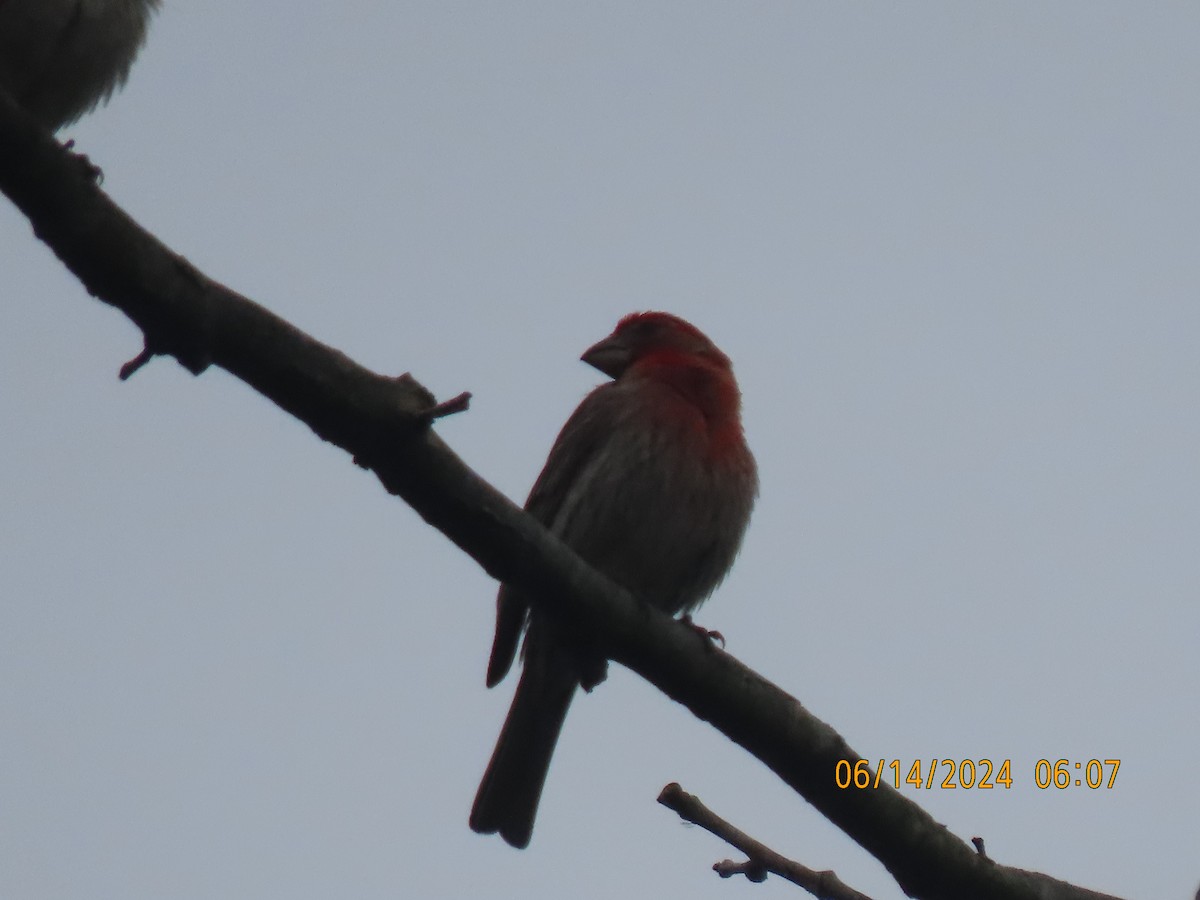 House Finch - ML620439767