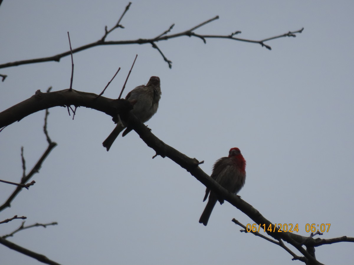 House Finch - ML620439768