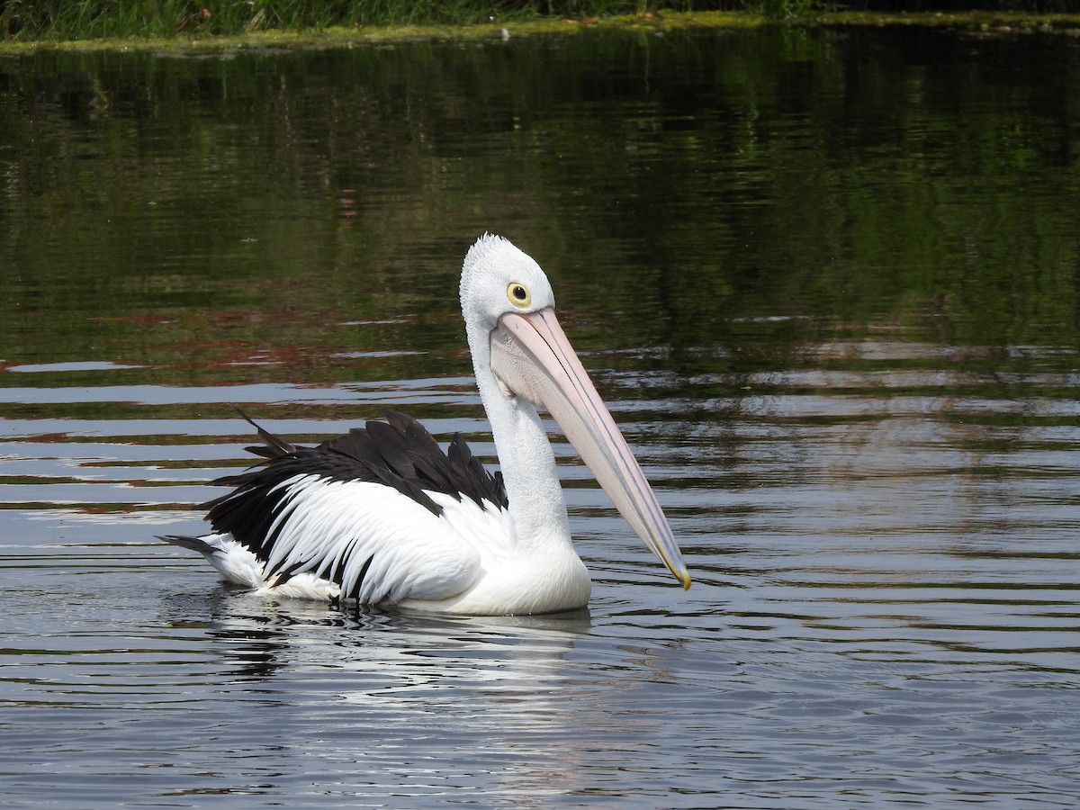 Australian Pelican - ML620439774