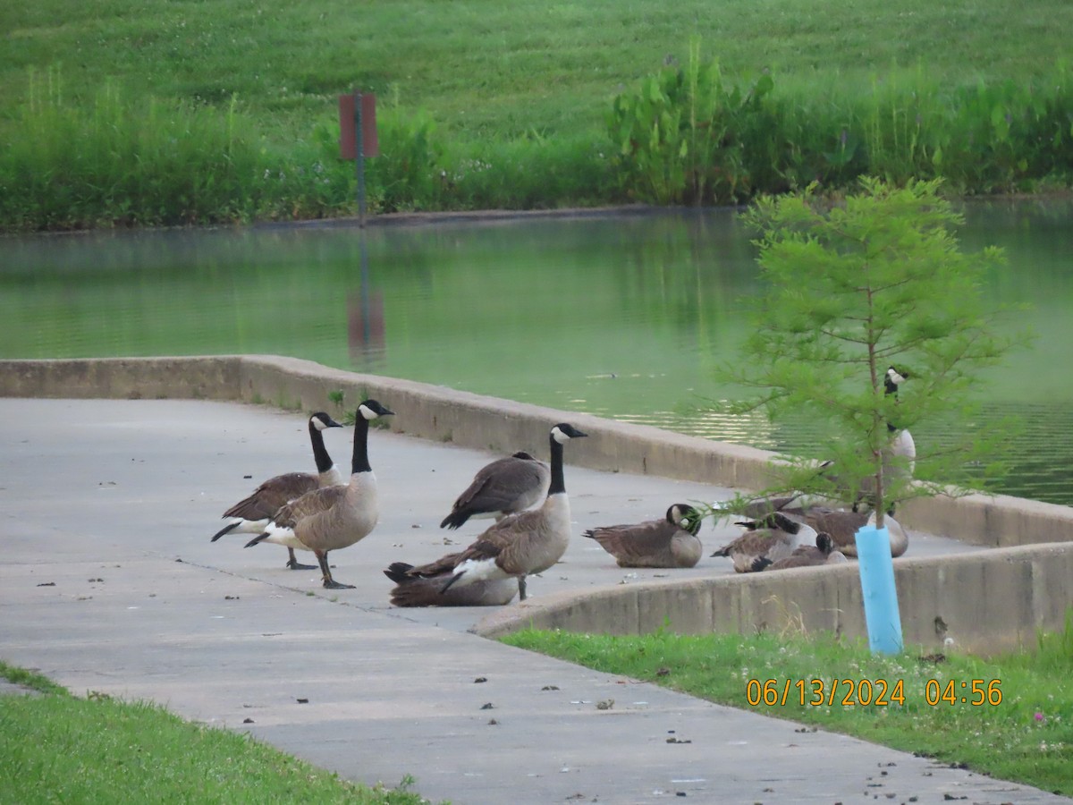 Canada Goose - ML620439775