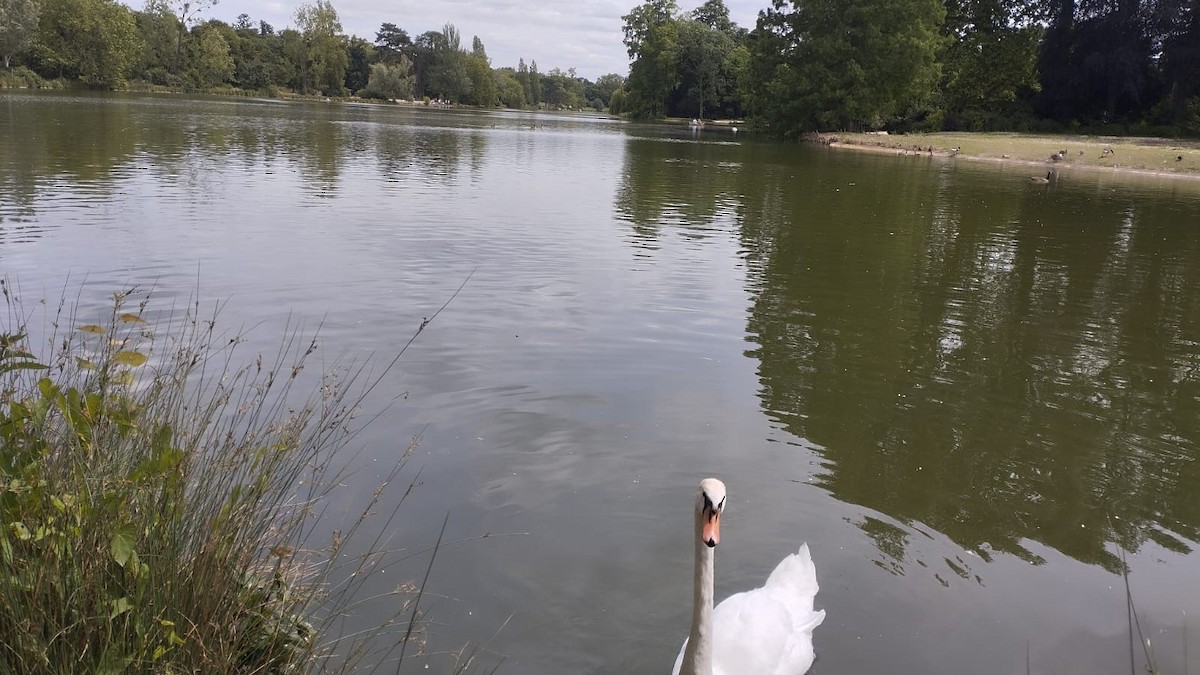 Mute Swan - ML620439779