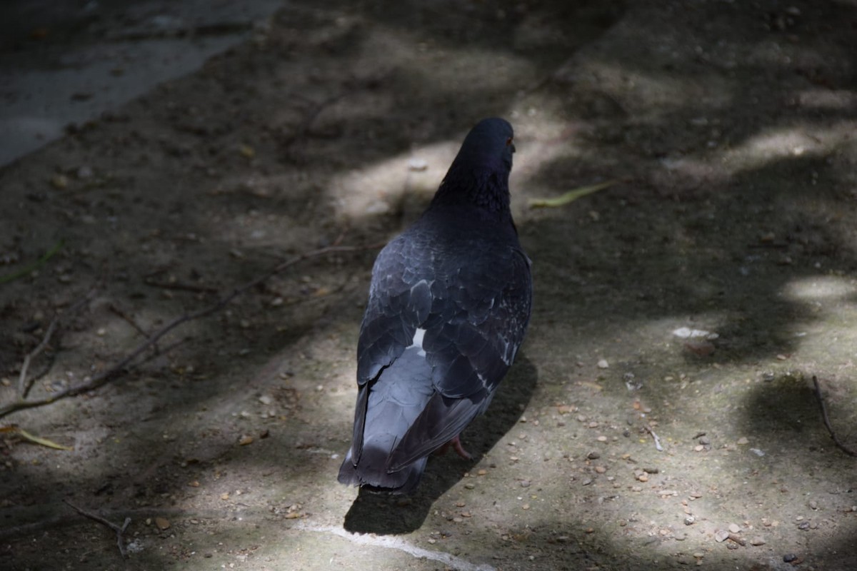 Rock Pigeon (Feral Pigeon) - ML620439784