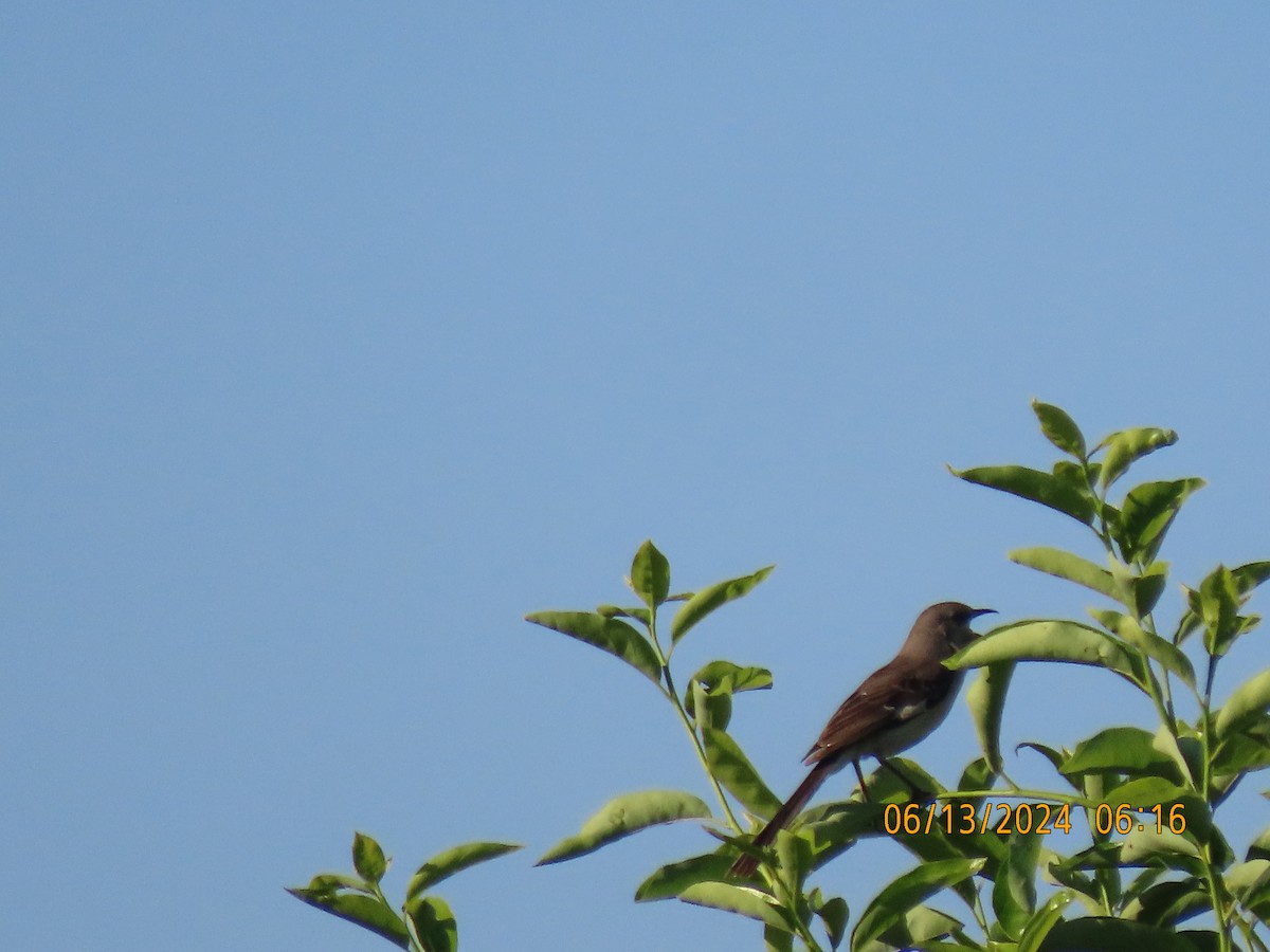 Northern Mockingbird - ML620439788