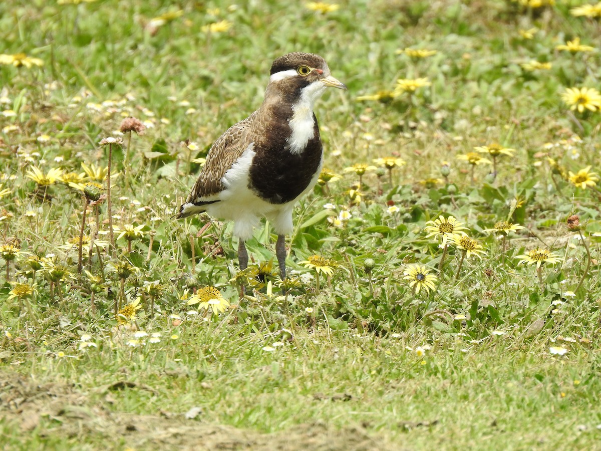 Banded Lapwing - ML620439789