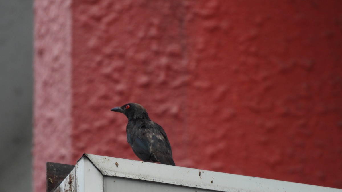 Asian Glossy Starling - ML620439792