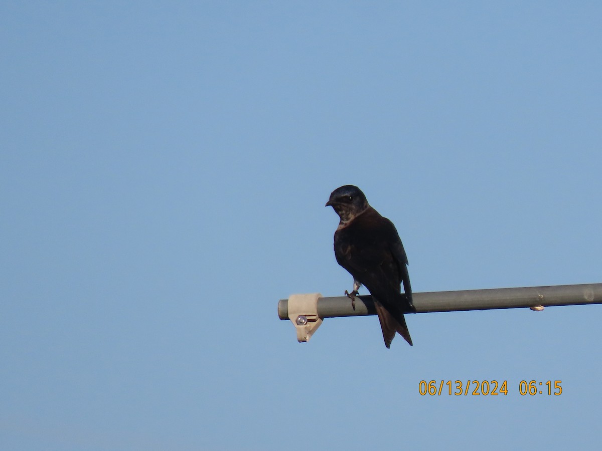 Purple Martin - ML620439793