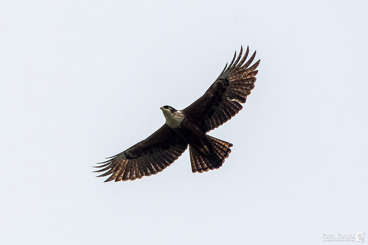 Rufous-bellied Eagle - ML620439800