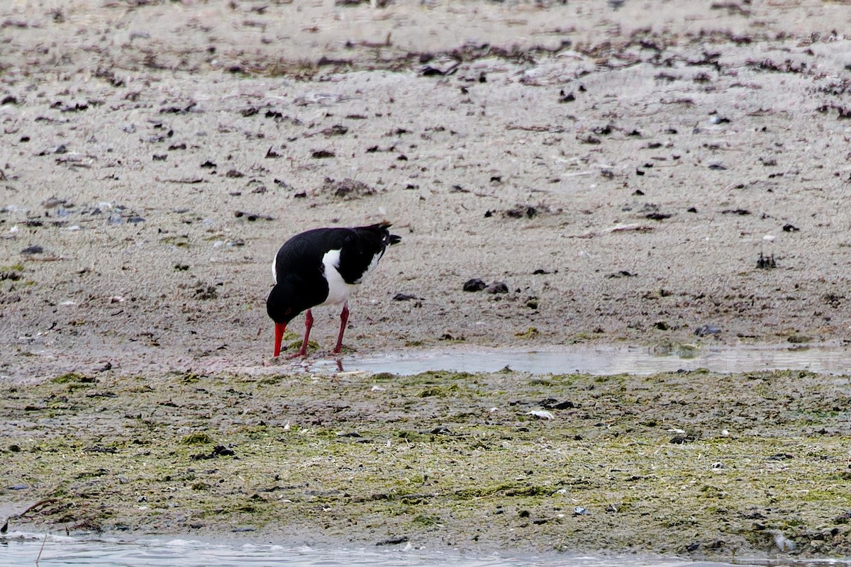 Eurasian Oystercatcher - ML620439804