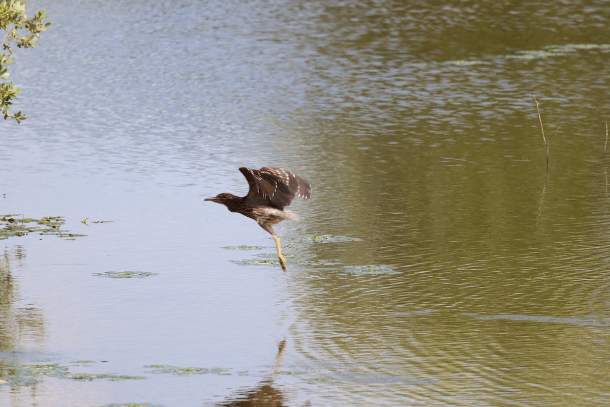 Black-crowned Night Heron - ML620439812