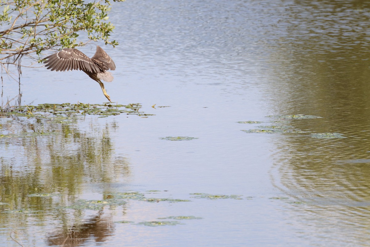 Black-crowned Night Heron - ML620439813