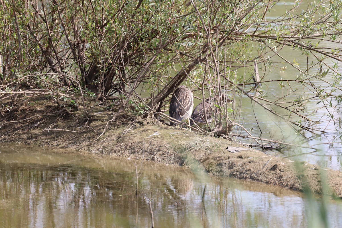 Black-crowned Night Heron - ML620439815