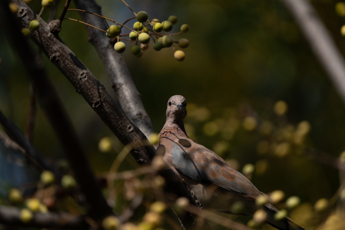 Laughing Dove - ML620439817