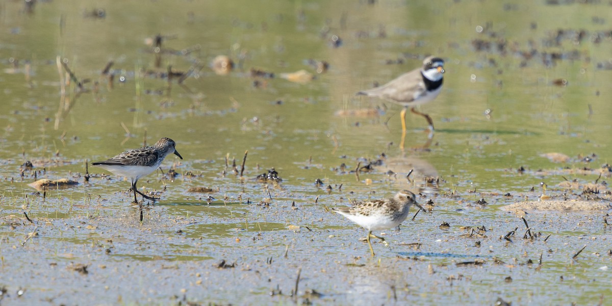 Semipalmated Sandpiper - ML620439818