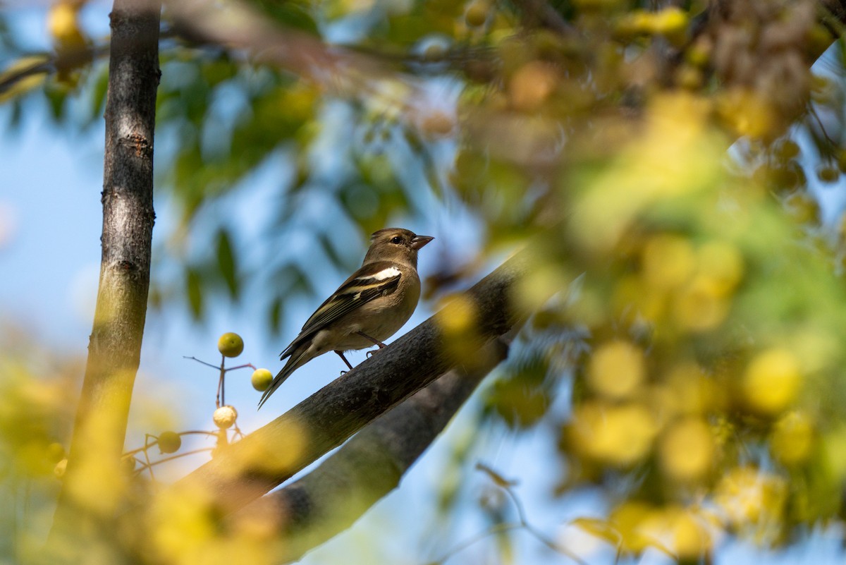 Common Chaffinch - ML620439819