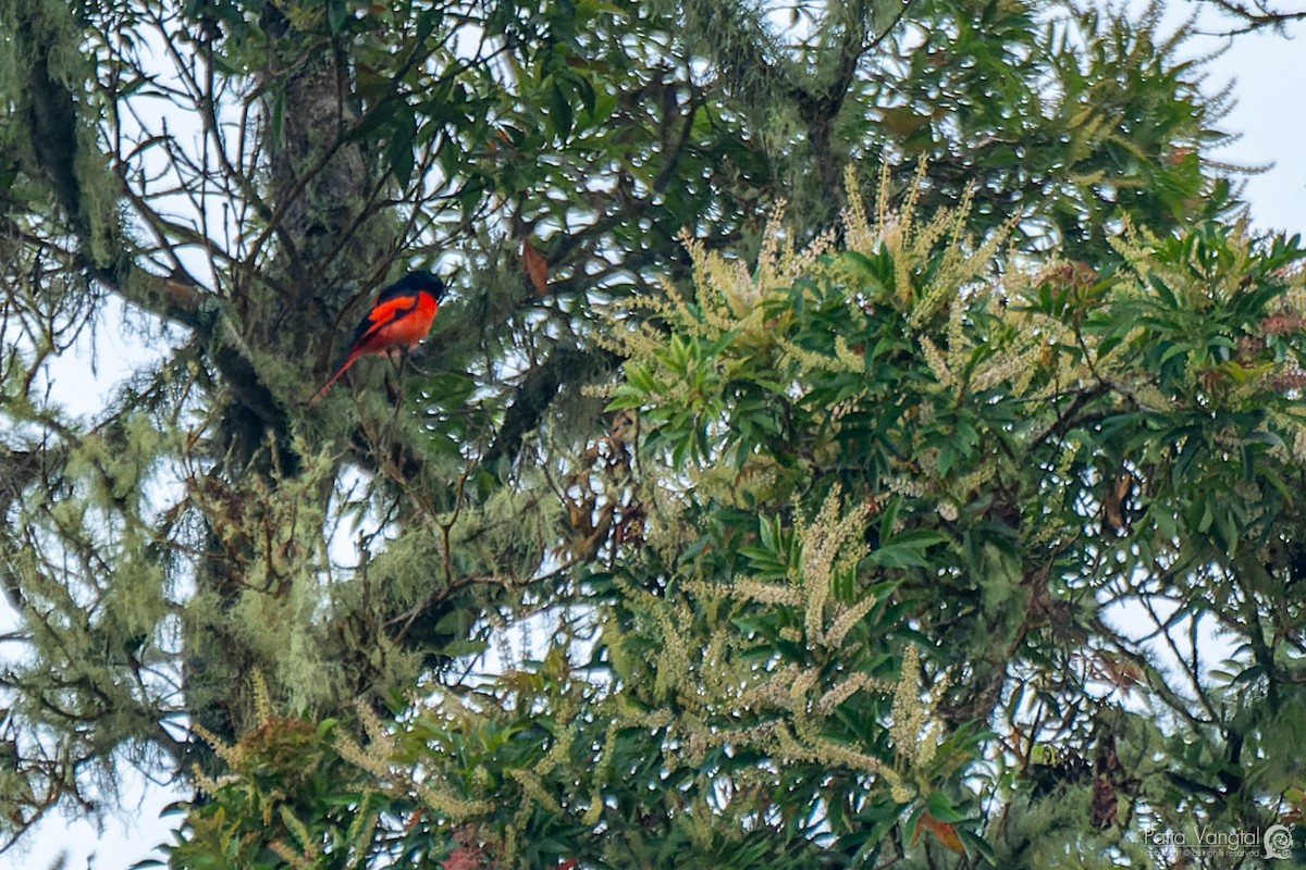 Minivet de la Sonda - ML620439825