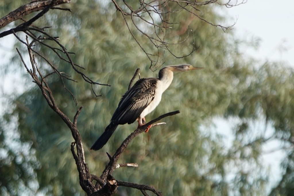 Anhinga Australiana - ML620439828