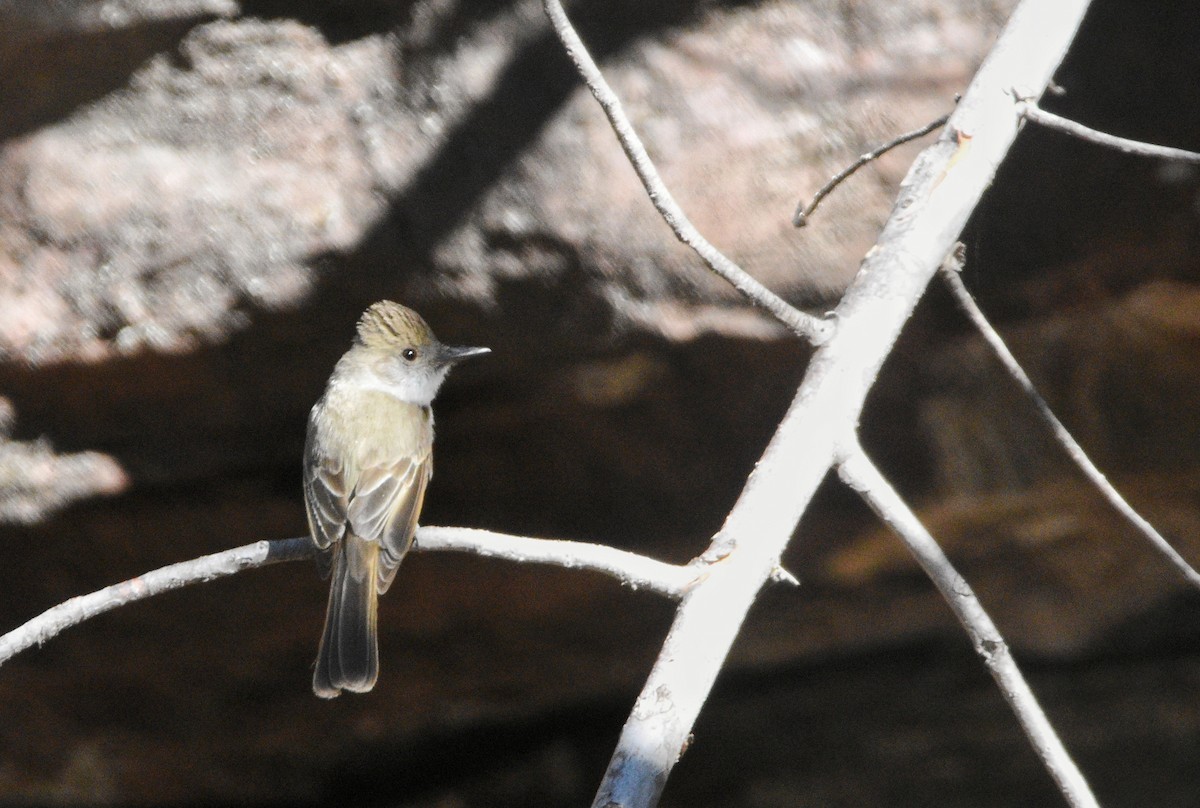 Dusky-capped Flycatcher - Ty Allen