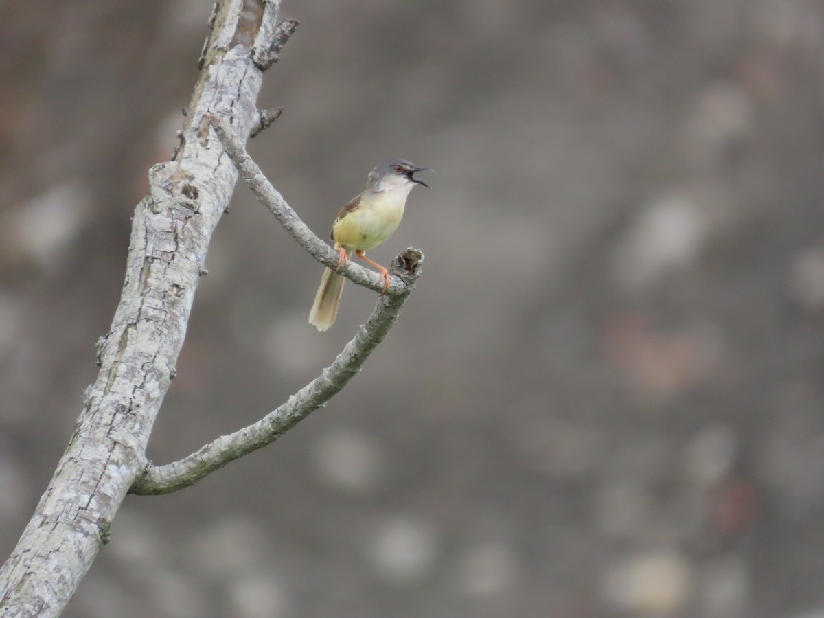 Yellow-bellied Prinia - ML620439835