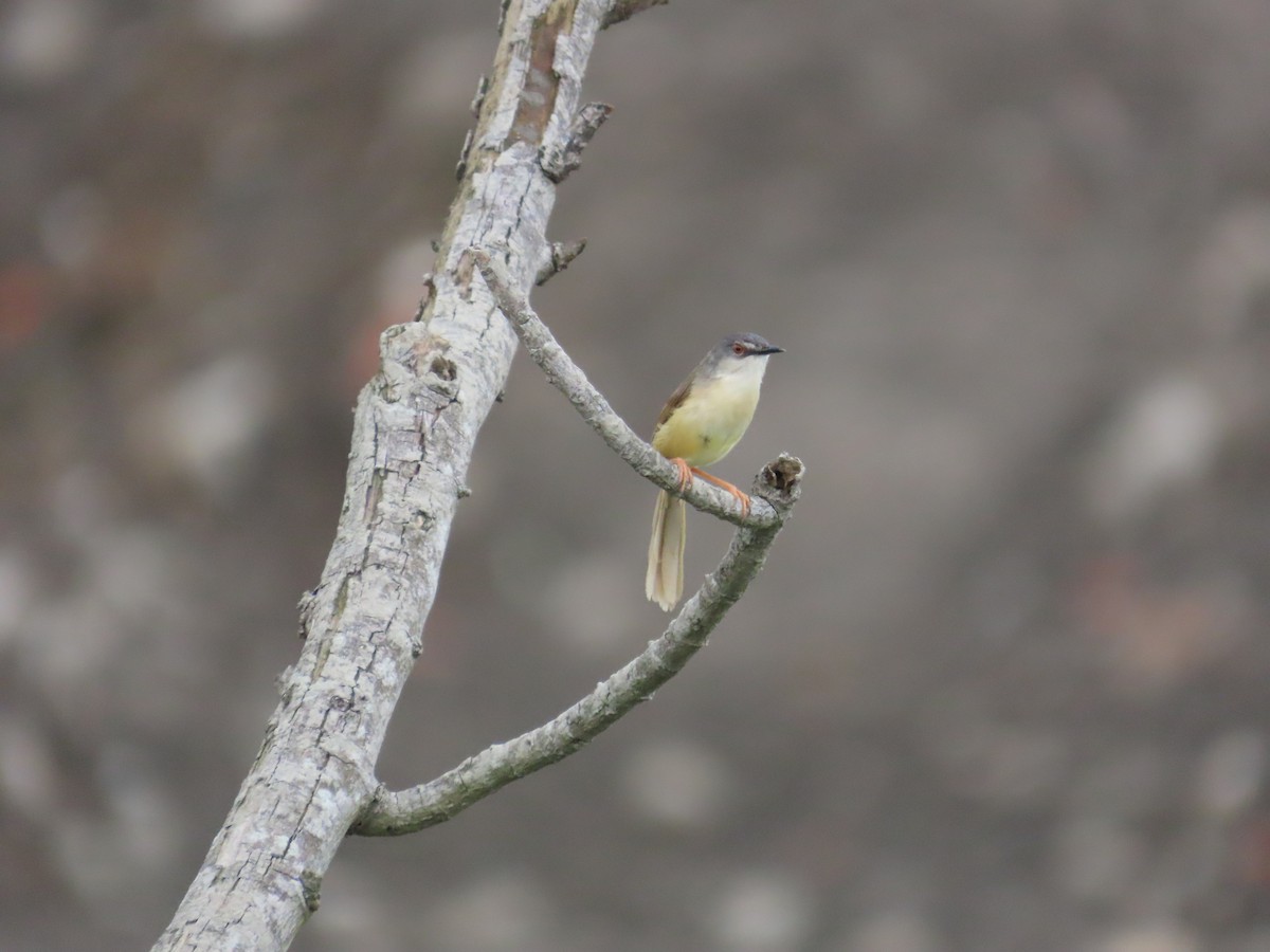 Yellow-bellied Prinia - ML620439836