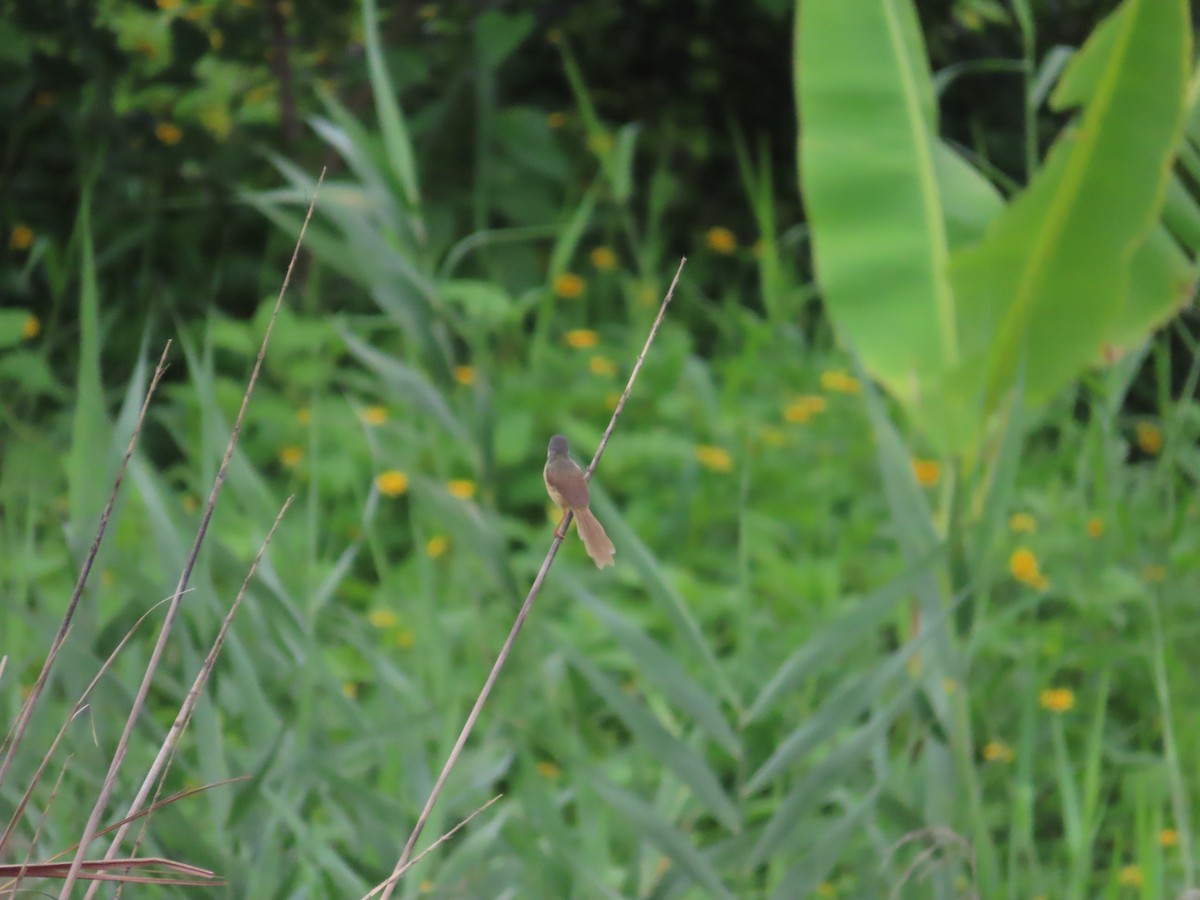 Yellow-bellied Prinia - 韋勳 陳